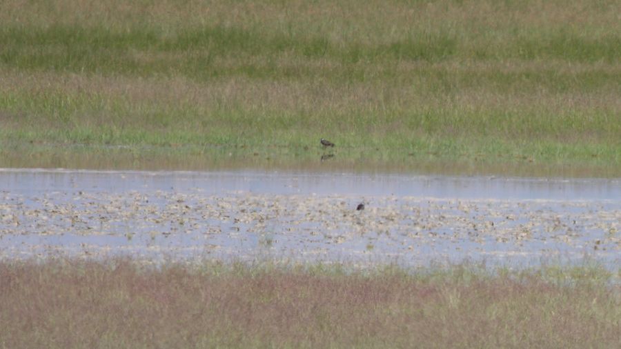 Northern Lapwing