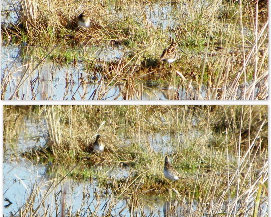 Common Snipe