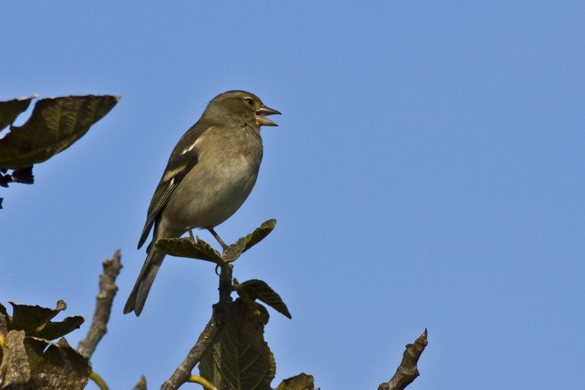 Eurasian Chaffinch