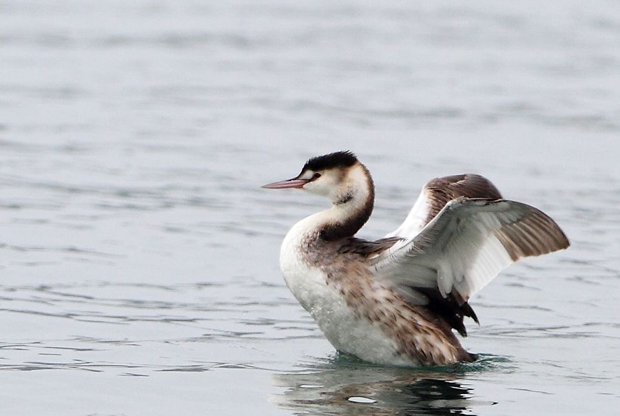 Great Crested Grebe
