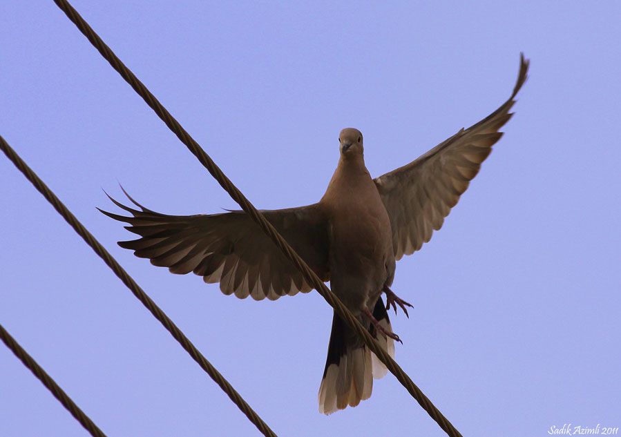Eurasian Collared Dove