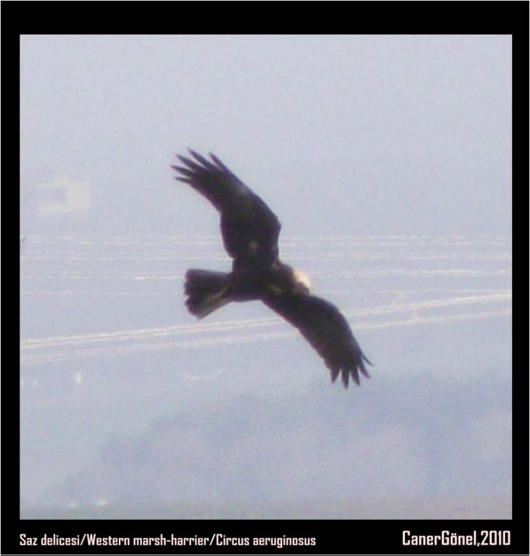 Western Marsh Harrier