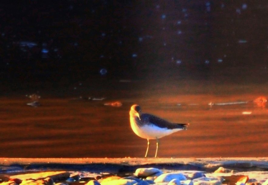 Green Sandpiper