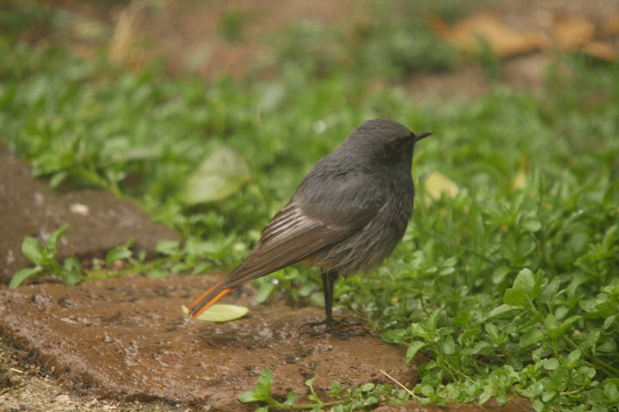 Black Redstart