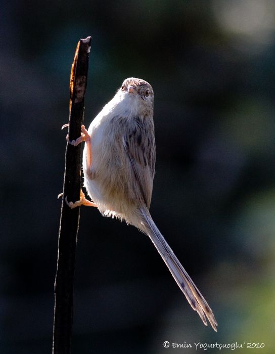 Delicate Prinia