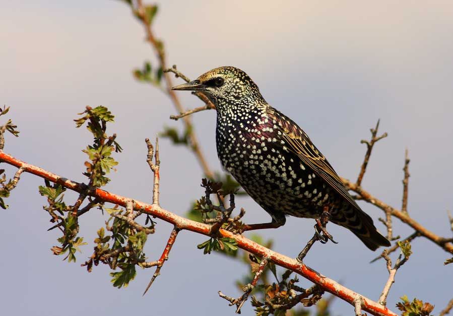 Common Starling