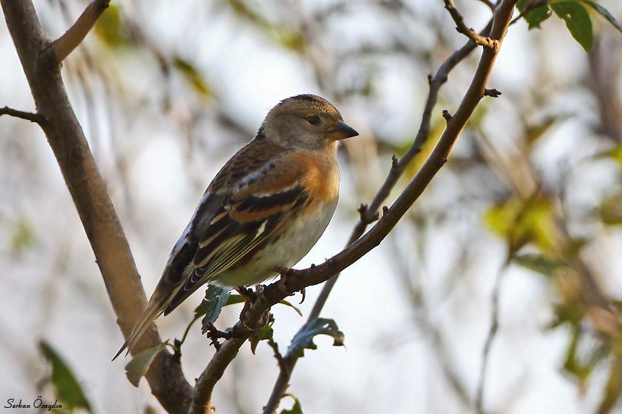 Brambling