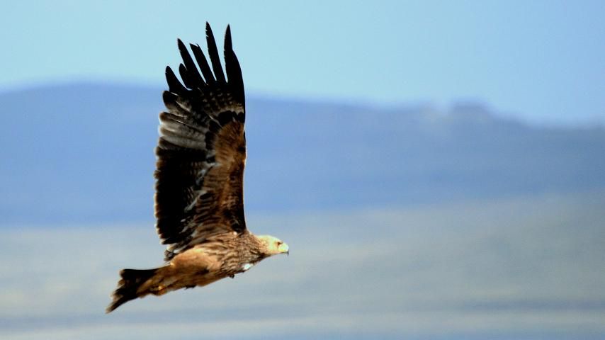 Eastern Imperial Eagle