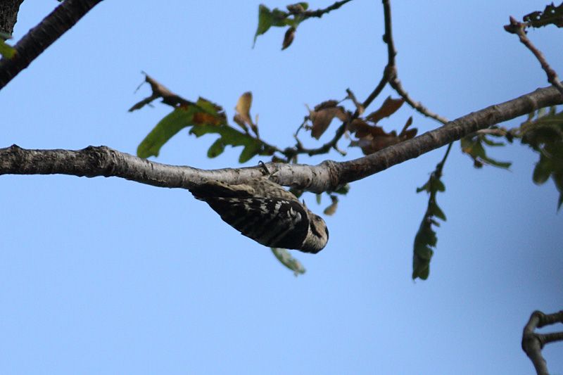 Lesser Spotted Woodpecker