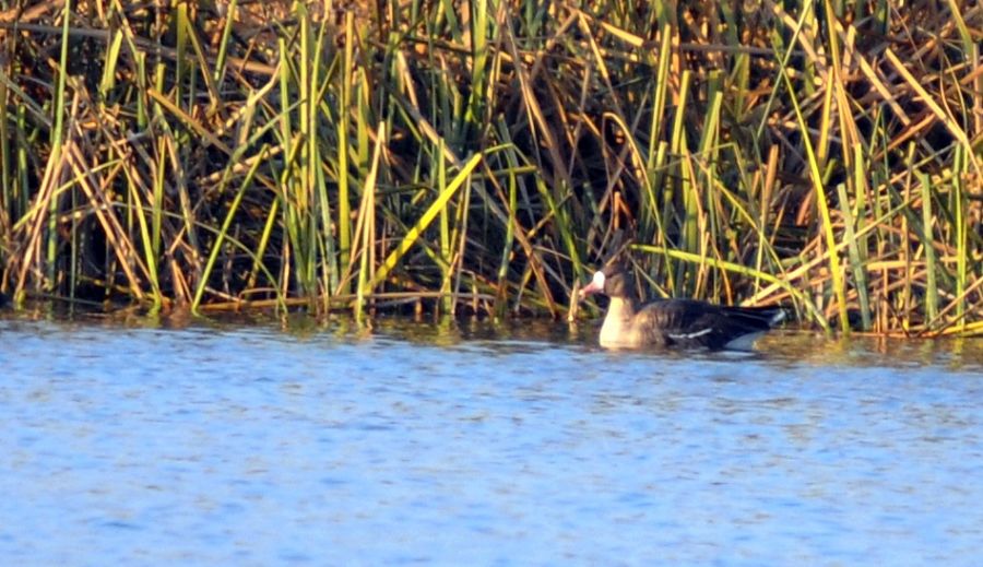 Greater White-fronted Goose