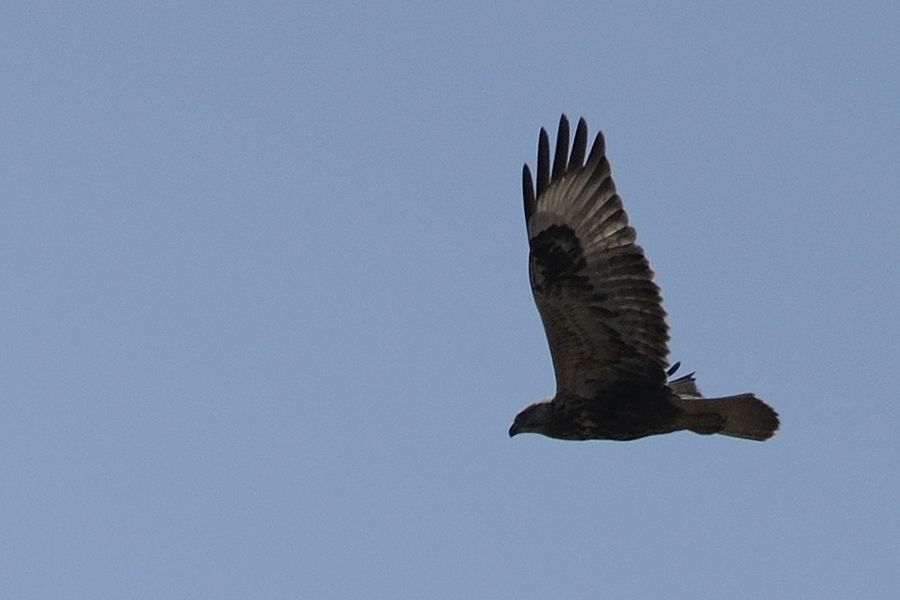 Rough-legged Buzzard