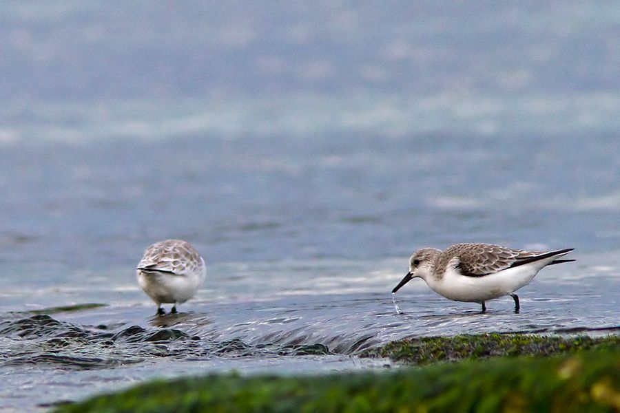 Sanderling