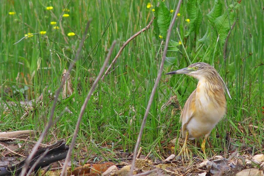 Squacco Heron