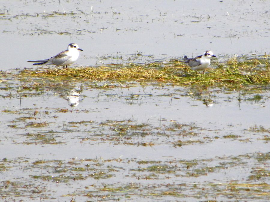 White-winged Tern