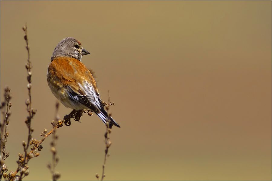 Common Linnet