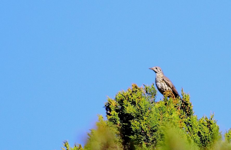 Mistle Thrush