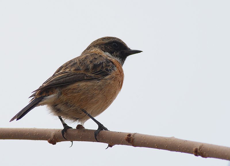 European Stonechat