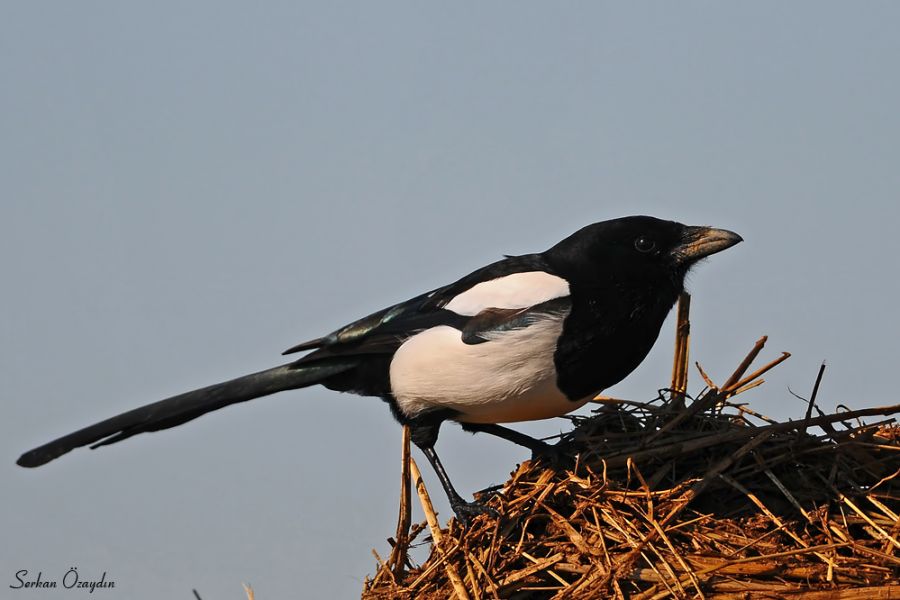 Eurasian Magpie