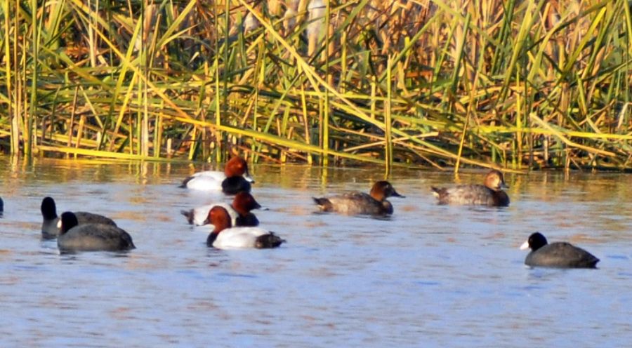 Common Pochard