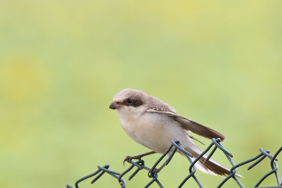 Lesser Grey Shrike