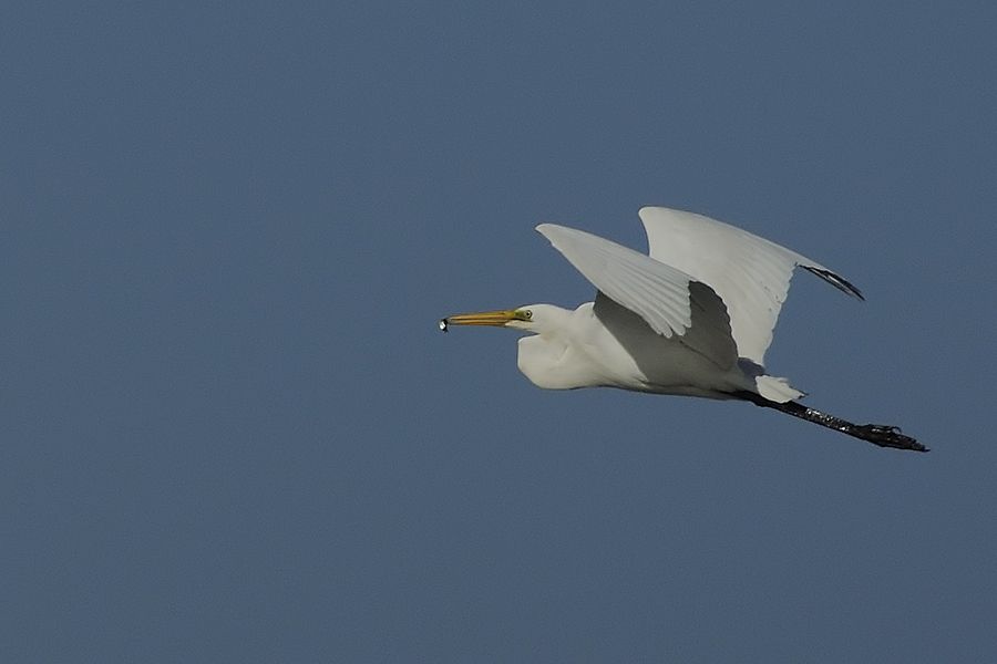 Great Egret