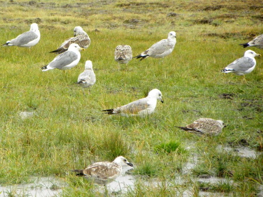 Armenian Gull