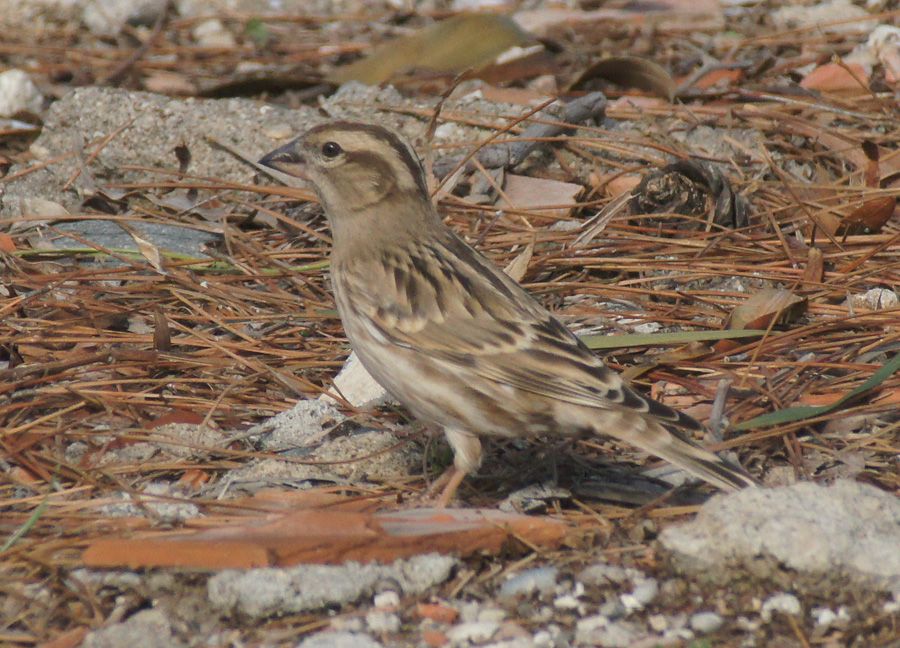 Rock Sparrow