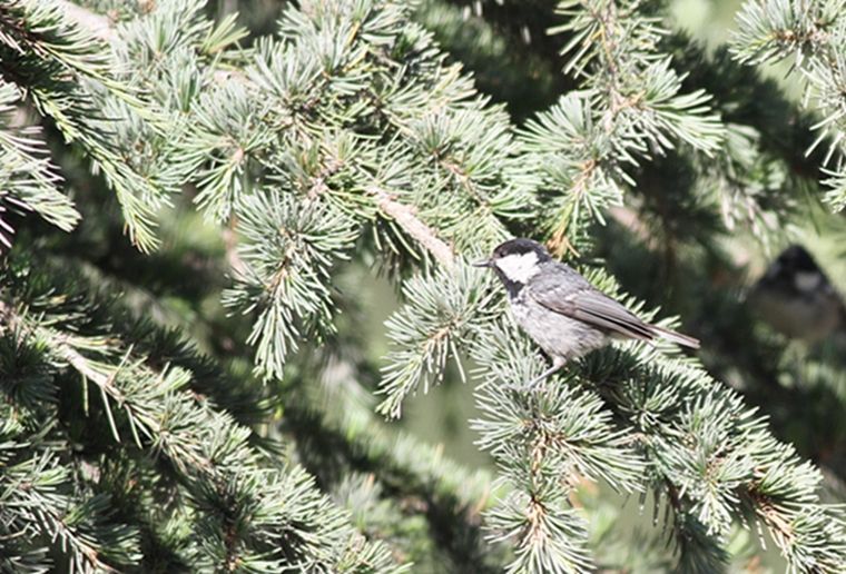 Coal Tit