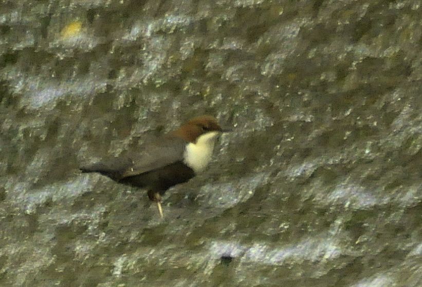 White-throated Dipper