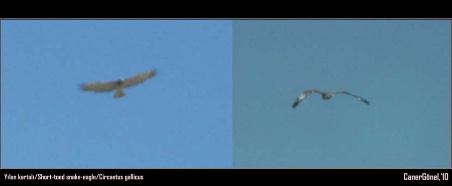 Short-toed Snake Eagle
