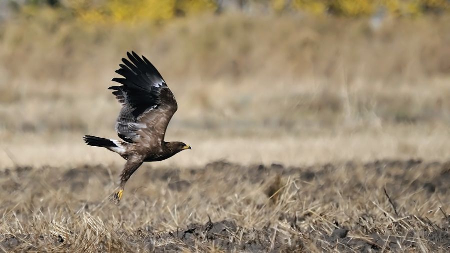 Lesser Spotted Eagle