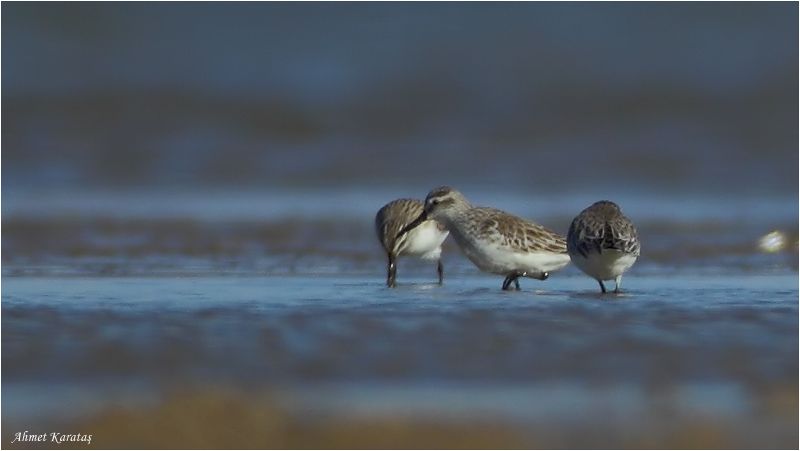 Broad-billed Sandpiper