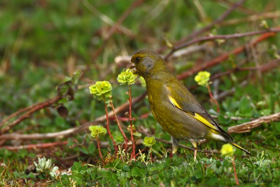 European Greenfinch