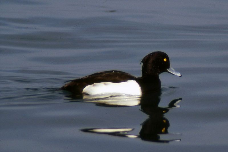 Tufted Duck