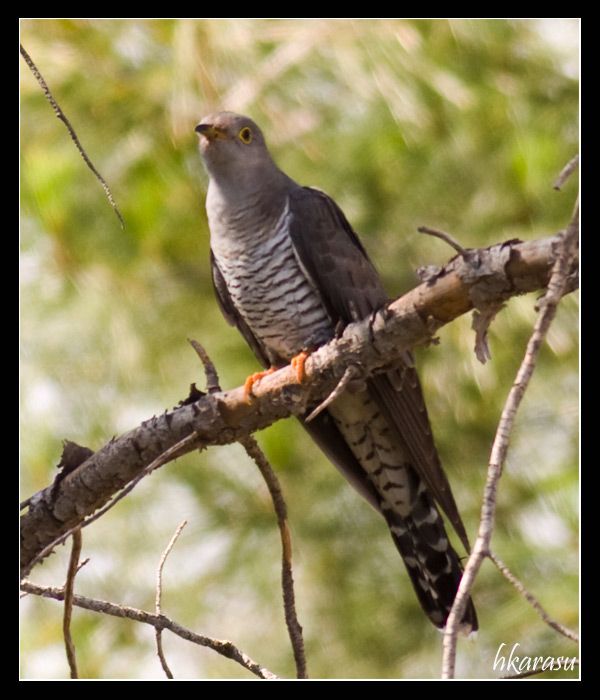 Common Cuckoo