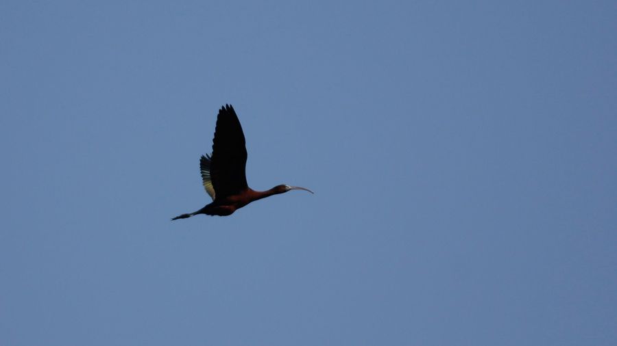 Glossy Ibis