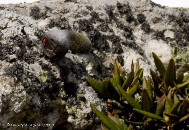 Wallcreeper