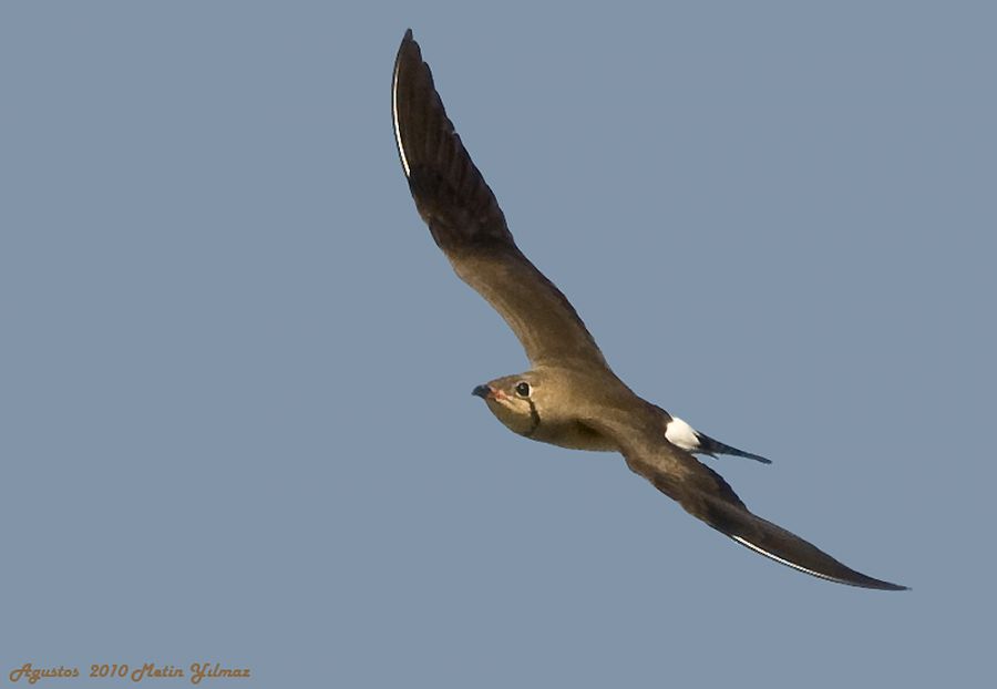 Collared Pratincole