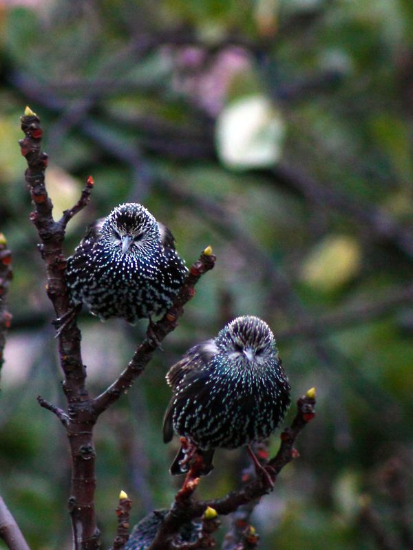 Common Starling