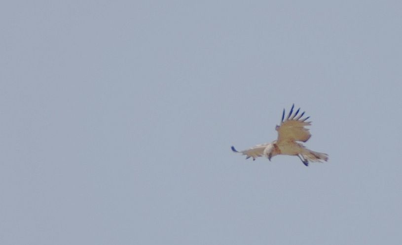 Short-toed Snake Eagle