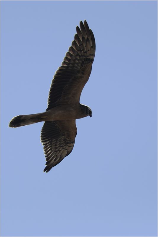 Montagu`s Harrier
