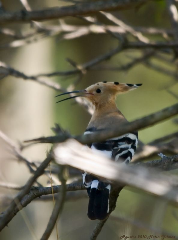 Common Hoopoe