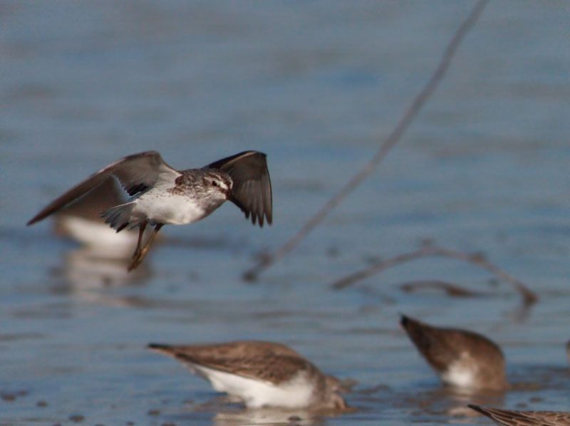 Broad-billed Sandpiper