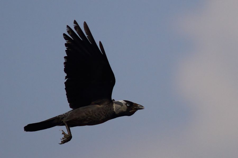 Western Jackdaw
