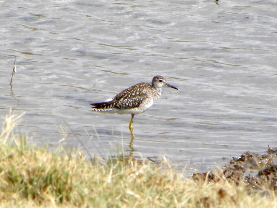 Wood Sandpiper