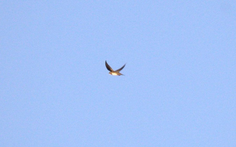 Alpine Swift