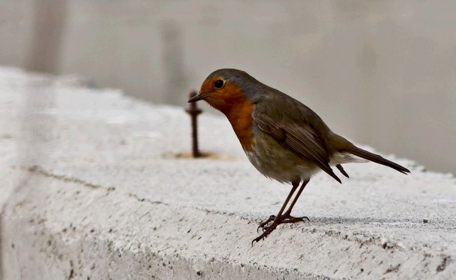 European Robin