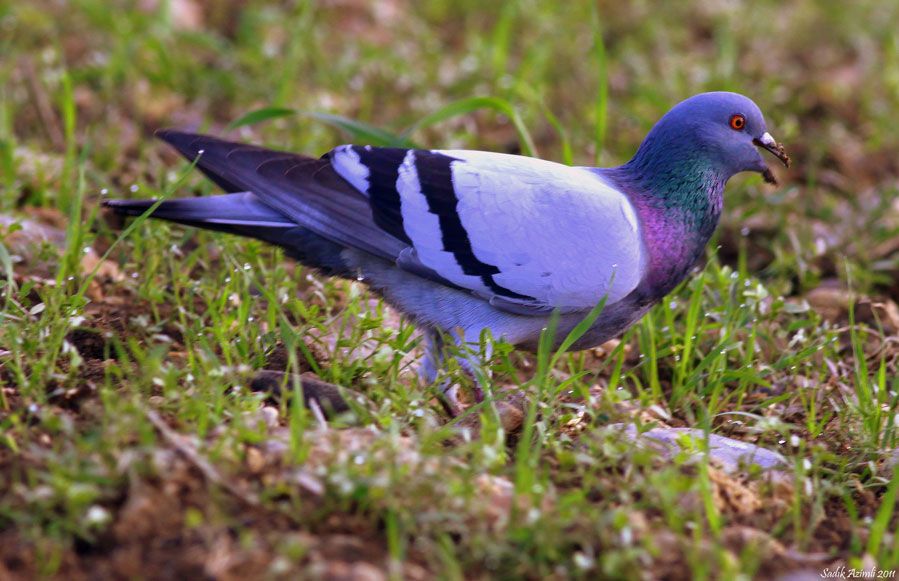 Rock Dove