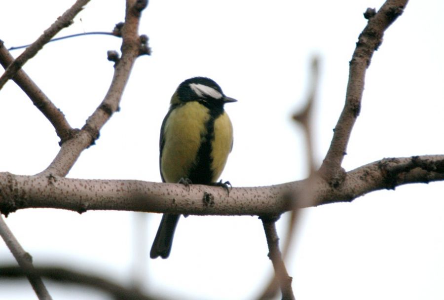 Great Tit