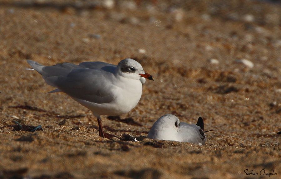 Mediterranean Gull
